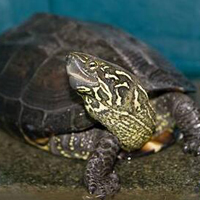 中华草龟