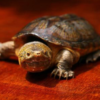 麝香龟