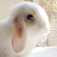 垂耳兔