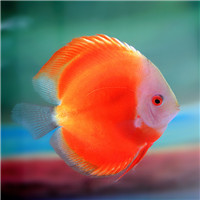 七彩神仙鱼