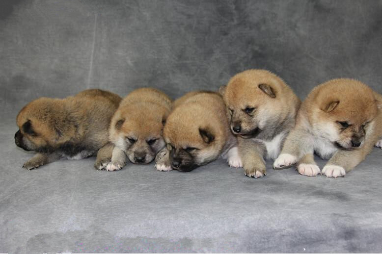 兰州犬舍出售精品柴犬 多只可选 自家繁殖 保证健康