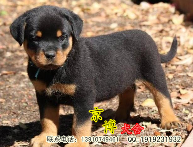 纯种罗威纳价格 纯种罗威纳幼犬 北京哪里有罗威纳犬