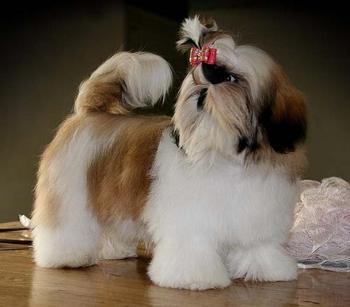 顶级西施犬 冠军品质 赛级血统 签合同质