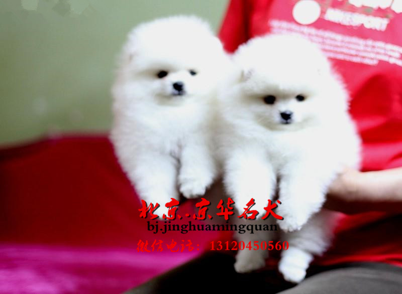 哪里出售博美幼犬 纯种博美价格 博美图片