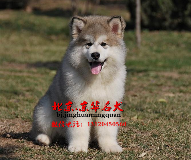 大型犬场出售双血统熊版巨型阿拉斯加幼犬签协议包养活