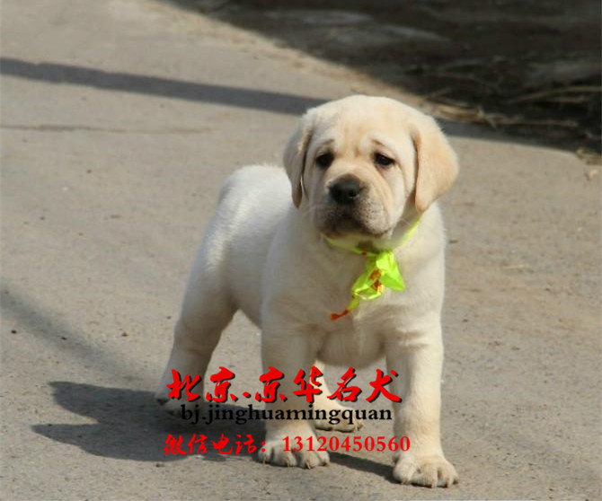 家养纯种聪明拉布拉多幼犬出售 纯种拉布拉多
