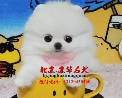 哪里出售博美幼犬 哈多利球体博美 博美好看吗