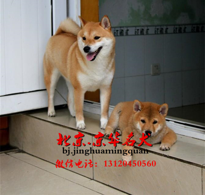 哪有卖纯种柴犬的，柴犬小狗多少钱