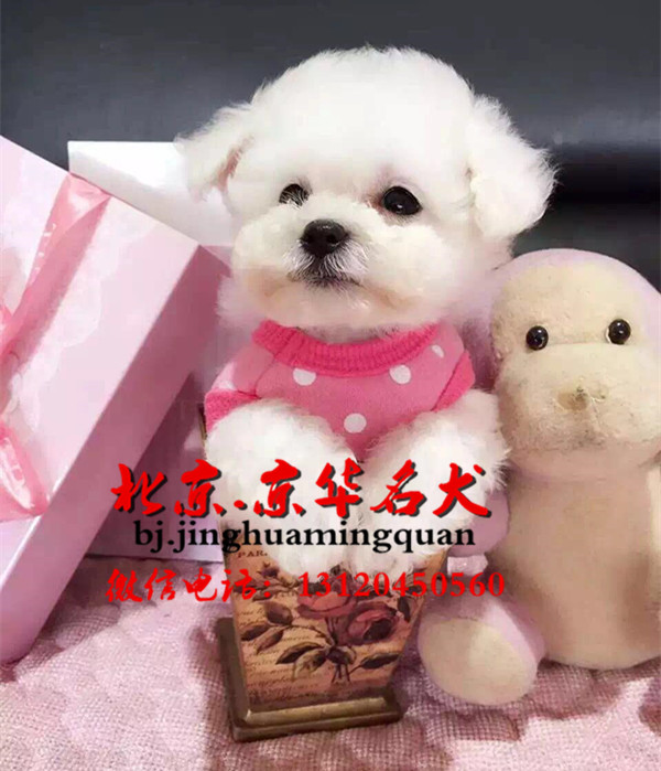 泰迪熊怎么养 北京纯种泰迪熊有什么颜色