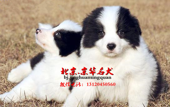 哪里出售边境牧羊犬 北京纯种边牧价格 边牧好养吗