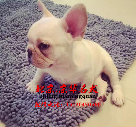 北京有奶白法牛出售吗 纯种法国斗牛犬价格多少好养吗