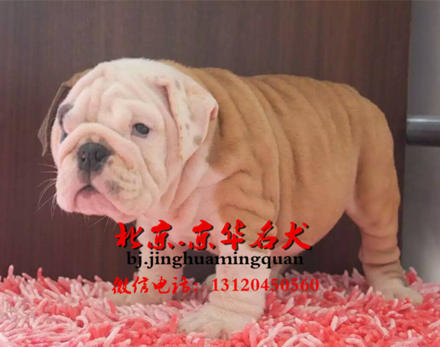 北京哪里出售纯种英牛英牛价格英牛图片
