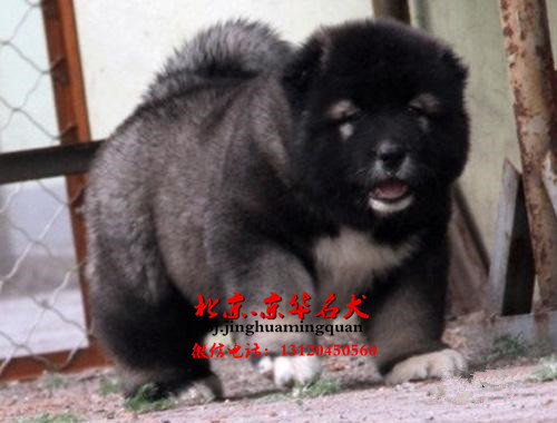 哪里出售纯种高加索幼犬 高加索好养吗