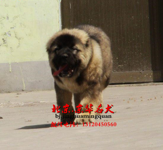 哪里出售高加索犬 大骨架 狮子头高加索价格