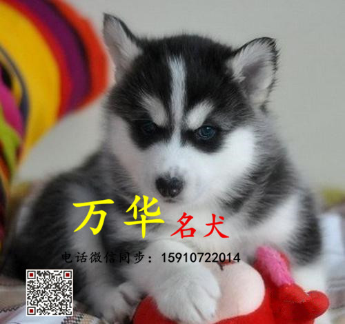 哪里有哈士奇 哈士奇犬多少钱一只 哈士奇怎么卖