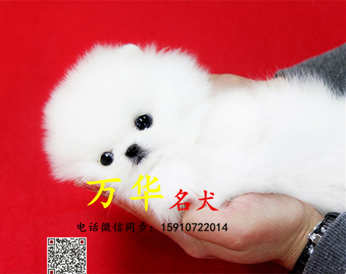 博美犬舍，博美多少钱一只 博美价格 疫苗做齐