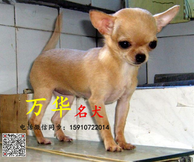 北京纯种吉娃娃 北京吉娃娃去哪里买 纯种吉娃娃