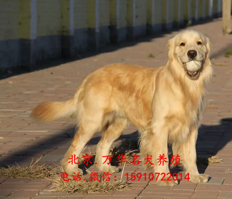 北京哪里有卖金毛 金毛多少钱 金毛好养吗
