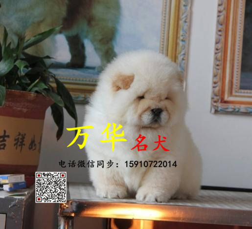 出售纯种松狮 松狮好养吗 保纯种保健康