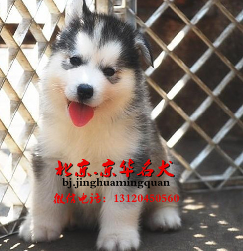 哪里出售纯种哈士奇 哈士奇图片哈士奇价格
