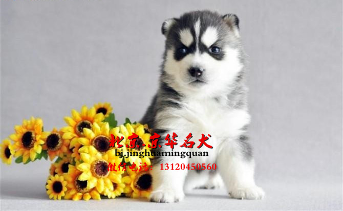 哪里有卖哈士奇 京华犬舍繁殖纯种哈士奇