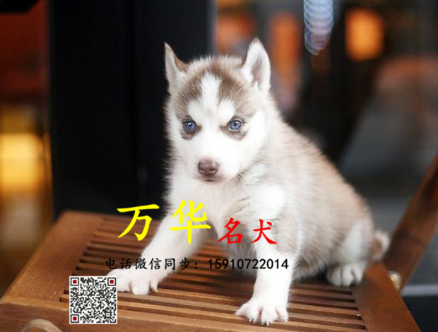 三火纯种哈士奇犬场 哈士奇犬价图片多少钱