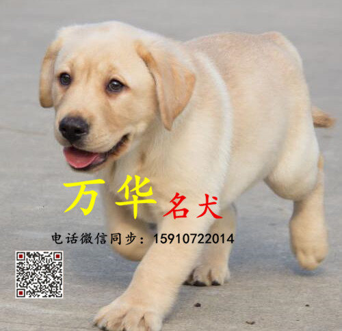 北京拉布拉多犬 北京纯种赛级拉布拉多犬幼犬签协议