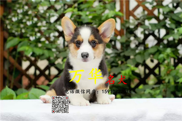 北京哪里有柯基犬出售 包纯种包健康