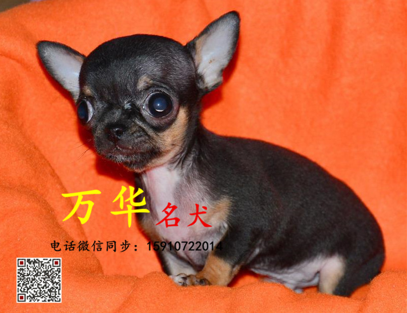 纯种吉娃娃犬多少钱一只 铁包金吉娃娃 墨西哥吉娃娃