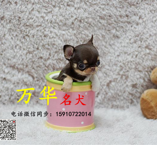 纯种吉娃娃 北京吉娃娃犬价格 墨西哥吉娃娃欢迎选够
