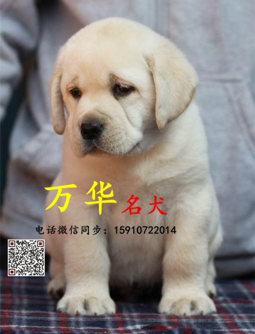 哪里有卖 双血统大骨架拉布拉多 拉布拉多图片 价格