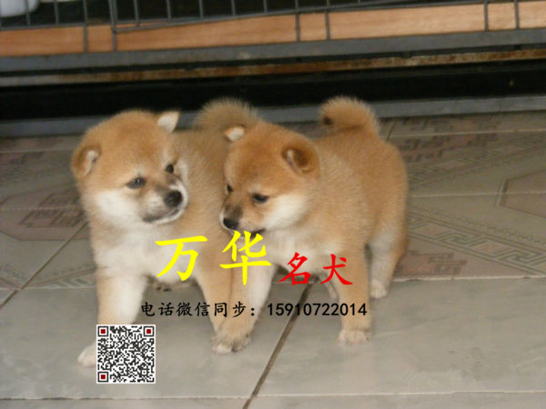 北京哪里有柴犬卖 哪里有犬舍卖柴犬