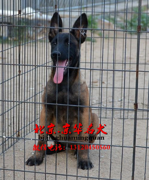 哪里出售马犬 马犬价格 马犬长什么样 马犬好养吗