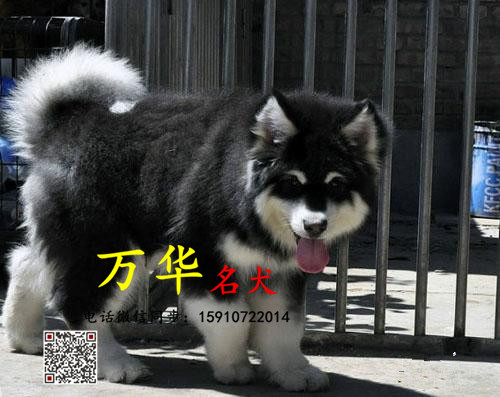 巨型熊版阿拉斯加 北京阿拉斯加繁殖基地直销