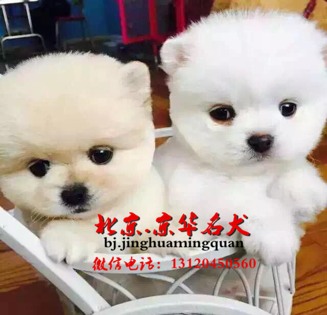 哪里出售博美幼崽保证健康和纯种 博美图片 博美价格