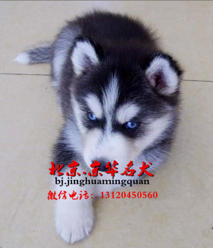 哪里出售哈士幼犬 哈士奇图片 哈士奇价格