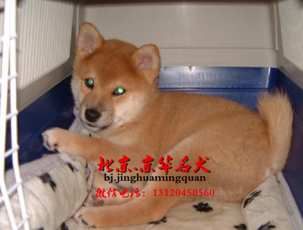 柴犬幼犬活体 日本引进双血统纯种日本柴犬