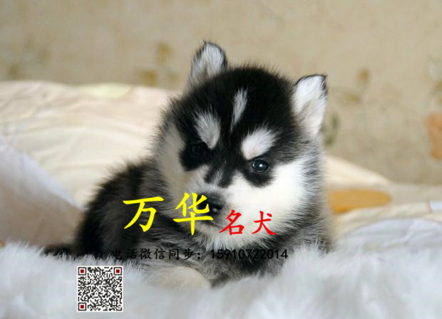 出售纯种哈士奇幼犬  哈士奇图片  哈士奇好养吗