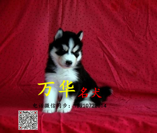 纯种哈士奇 哈士奇颜色 保健康 哈士奇多少钱一只