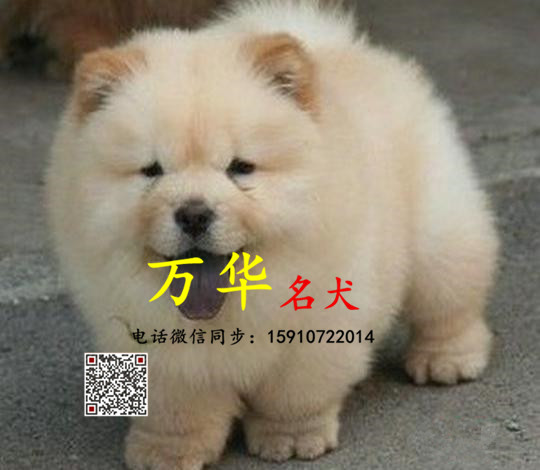 松狮犬 松狮犬舍 打完疫苗证书齐全 专业繁育松狮犬