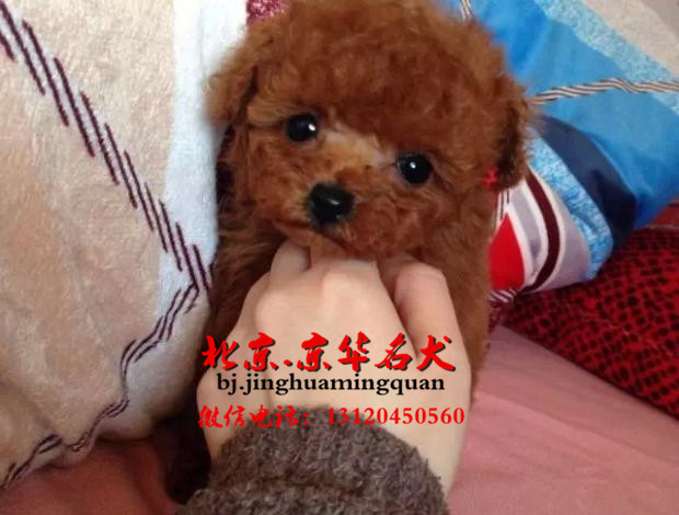 哪有纯种泰迪犬出售的，泰迪小狗多少钱一只