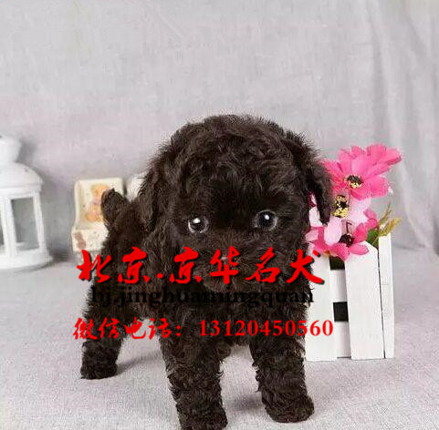 北京泰迪犬出售_专业繁殖各颜色泰迪幼犬品质高价位低