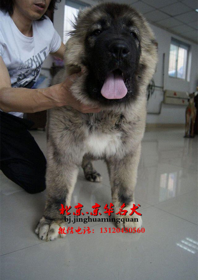 哪里出售高加索 京华名犬出售纯种高加索 高加索多少钱
