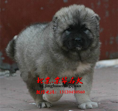 哪里出售高加索犬 大狮子头高加索幼犬价格 高加索图片