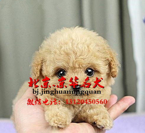 泰迪犬幼犬活体 贵宾犬 纯种血统 视频挑选 全国配送