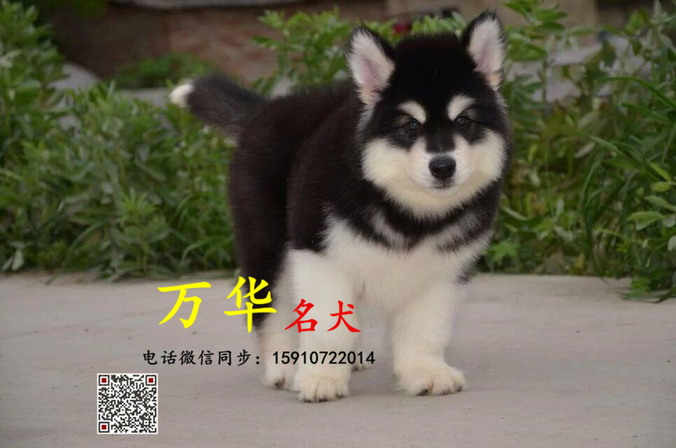 北京哪里出售纯种巨型阿拉斯加幼犬 阿拉斯加掉毛吗