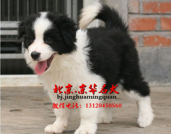 纯种边境牧羊犬 黑白边牧 金色边牧 同城可送货