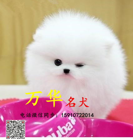 博美犬养殖基地 赛级哈多利血统博美犬公母都有