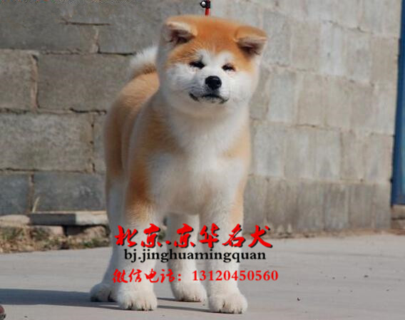 哪有纯种秋田小狗买卖，秋田小狗多少钱