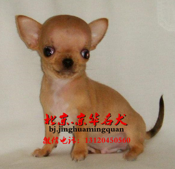 哪里卖吉娃娃.吉娃娃多少钱一只.吉娃娃狗图片